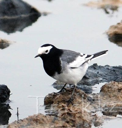 Белая трясогузка - White Wagtail-Motacila alba 